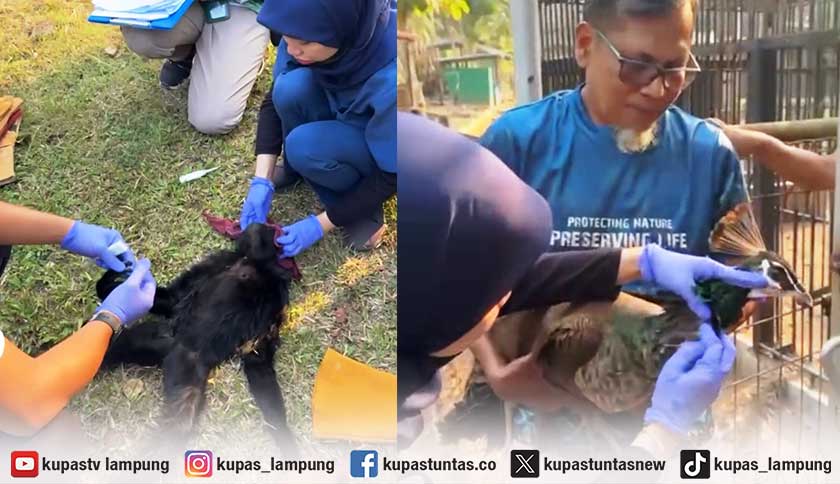 BKSDA Evakuasi Empat Ekor Satwa dari Taman Satwa Bumi Kedaton Bandar Lampung