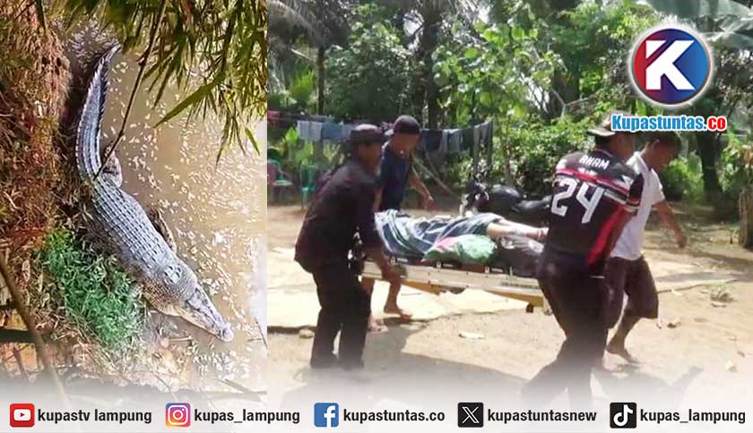 Wanita Diterkam Buaya Saat Cuci Pakaian di Tanggamus Lampung