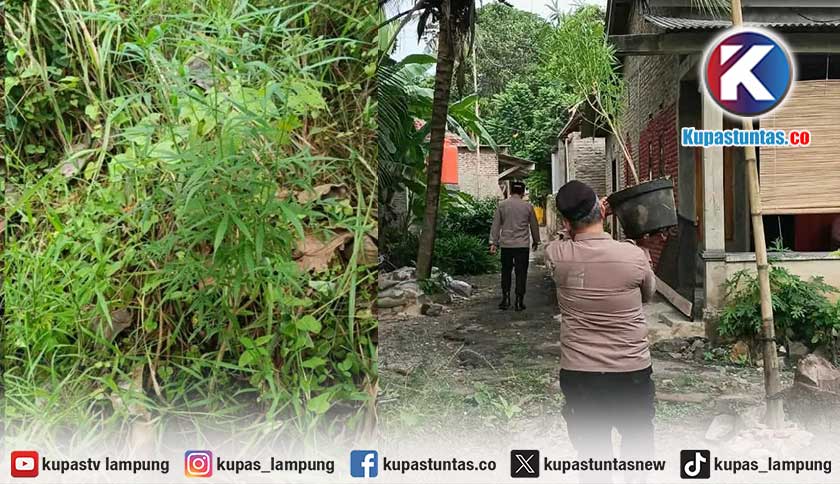Pohon Ganja Setinggi 1 Meter Ditemukan di Ladang Warga Lampung Selatan
