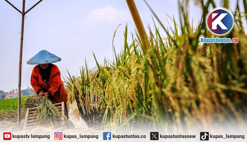 Tugas Danantara Ciptakan Ketahanan Pangan Untuk 290 Juta Jiwa Rakyat Indonesia
