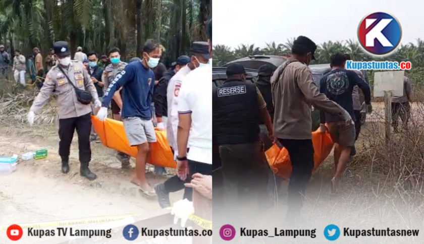 Geger Penemuan Mayat Perempuan di Kebun Sawit Mesuji, Polisi Lakukan Olah TKP