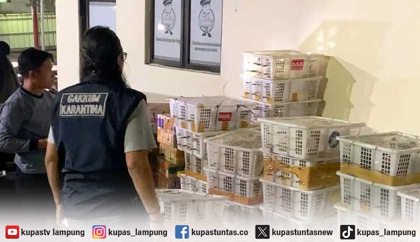 Penyelundupan 832 Ekor Burung Ilegal Digagalkan di Pelabuhan Bakauheni