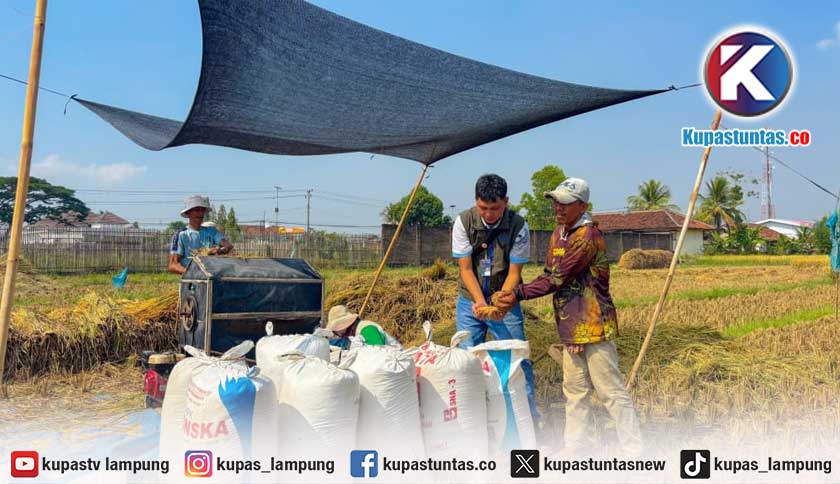 Pengadaan Beras BULOG Lampung Capai 241 Ribu Ton