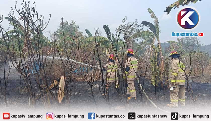 Setengah Hektare Lahan PT SBR di Bumi Waras Bandar Lampung Hangus Terbakar