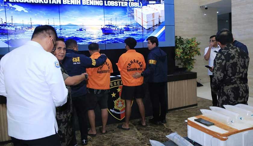 Dua Warga Lampung Jadi Tersangka Penyelundupan 73 Ribu Benih Lobster, Negara Terancam Rugi Rp170 Miliar