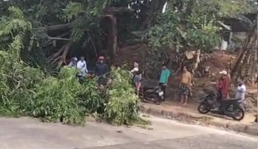 Pohon Besar Tumbang di Bypass Bandar Lampung, Tiga Kendaraan Tertimpa, Anak Kecil Terluka